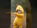 #catdance #cute #funny