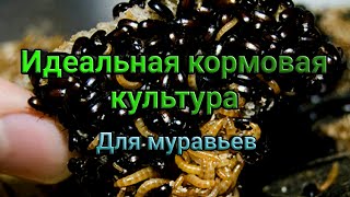 Идеальная кормовая культура для муравьев. Жук знахарь. Описание и содержание.