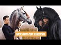 PRE STALLION AND FRIESIAN STALLION RACE ON A HACK
