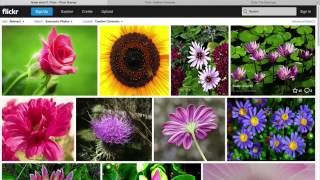 Using Flickr to Find Free Licensed Photos