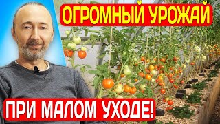 видео: Зачем грядки засыпать сверху щепой? 5 выгод от высоких грядок из досок в теплицах для сверх урожая! картинка: Зачем грядки засыпать сверху щепой? 5 выгод от высоких грядок из досок в теплицах для сверх урожая!