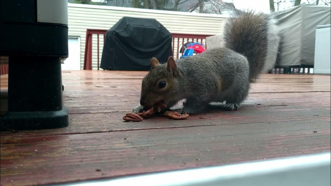 Squirrel hiding pecans YouTube