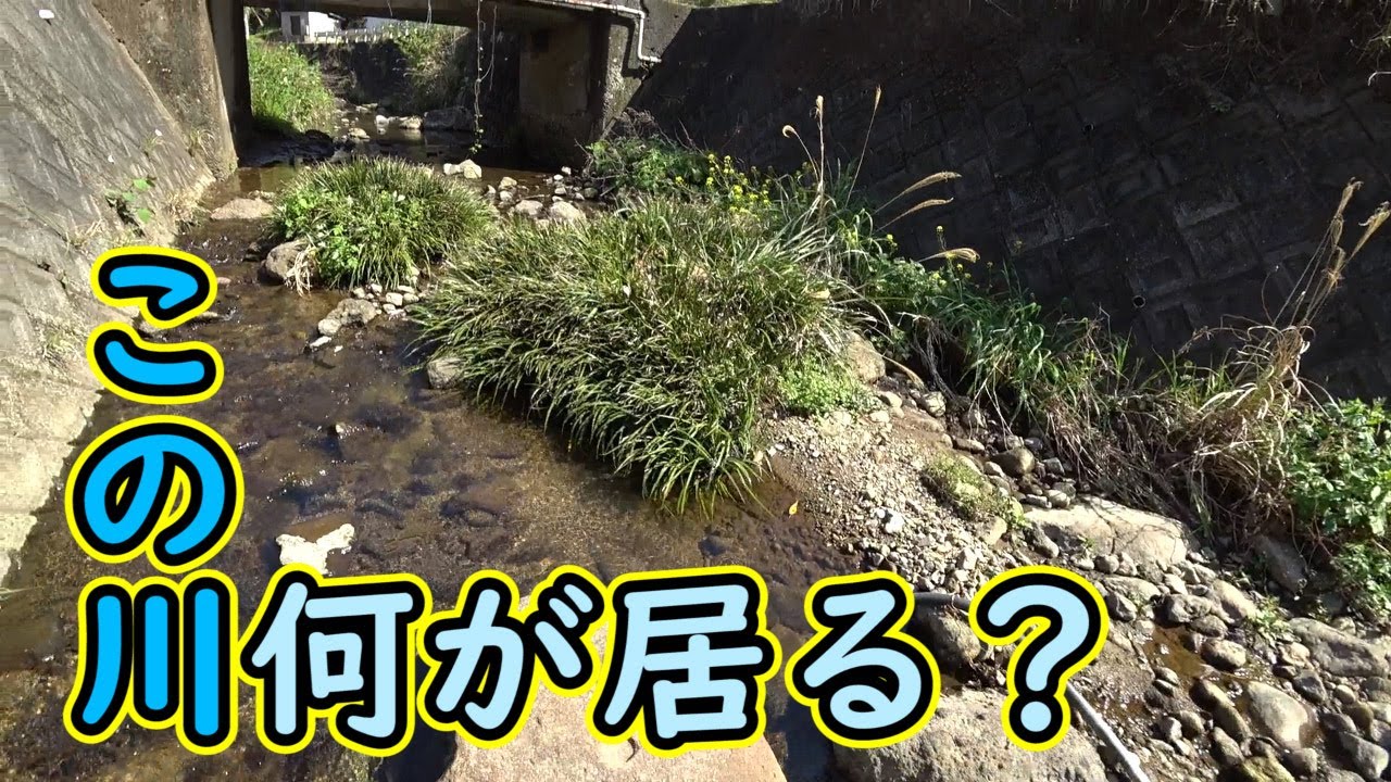 伊豆の川でガサガサ　河口から遡上して魚採り