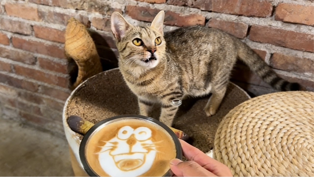 鄉村貓咖，試試花生意式濃縮 自製花生拿鐵，喝出了小時候常喝的花生牛奶的味道#我的鄉村生活 #花生拿鐵 #咖啡