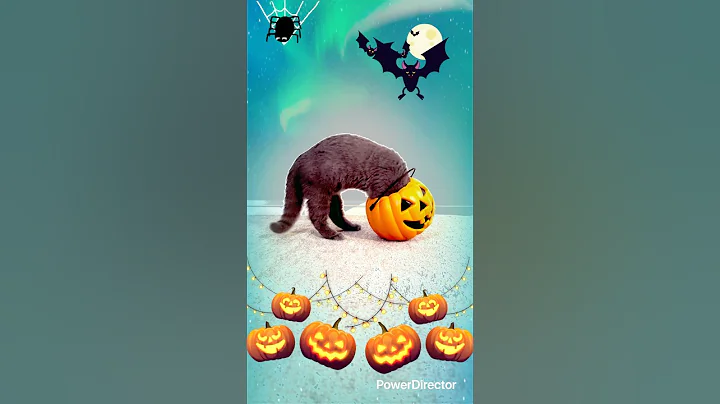 Video 11413711: britishshorthair cat cute funnycat, britishshorthair kittens funnycats, britishshorthair cat funny kitten