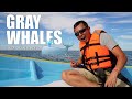 BAJA WHALE WATCHING | Gray Whale Experience in Puerto Chale, Mexico