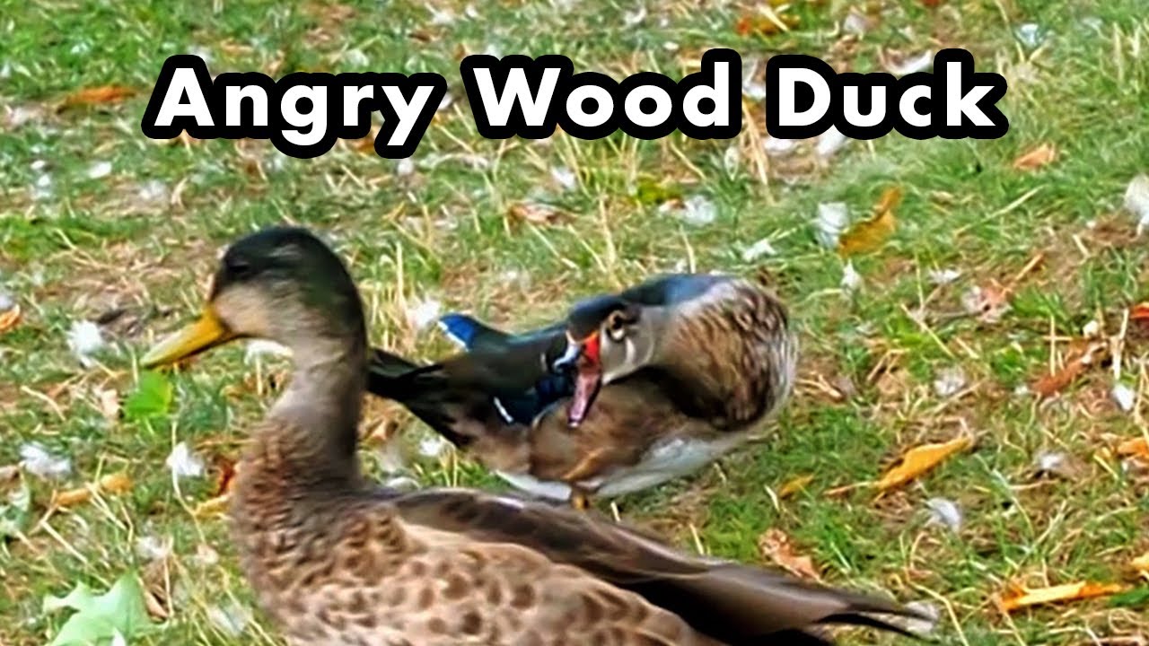 Wood Duck Pecking At The Other Ducks At a Pond YouTube