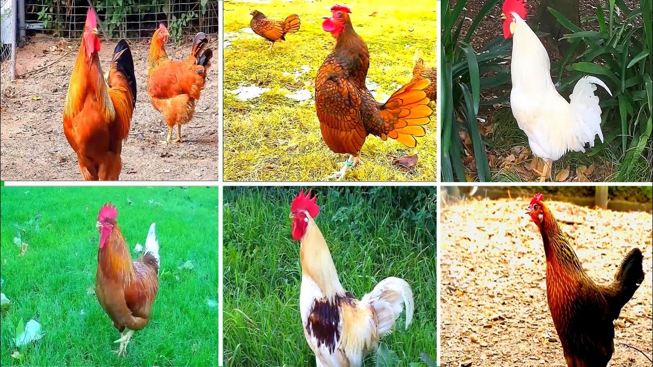 Funny Chickens 🐔 🆚 Funny Roosters 🐓- Tiles Hop EDM Rush -Coffin dance song 🎶 (cover)