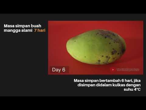 cara-memperpanjang-masa-simpan-buah-mangga