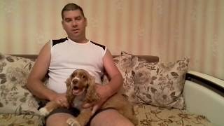 стрижём спаниеля... стрижём спаниеля...