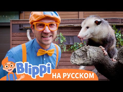 Видео: Изучаем удивительных животных с Блиппи | Обучающие видео для детей | Blippi Russian