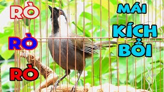 💝Khướu Mái Ro💗 Khướu mái Rò. Kích Trống Hót Đỉnh Cao - Bổi Căng Lửa,Nghe Là Phải Chơi! m7