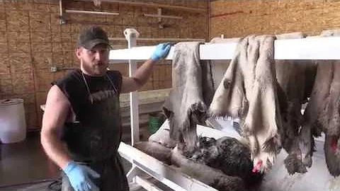 How To Salt Dry Your Hides For Tanning