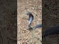 Mongoose vs black cobra snakefight in the forest