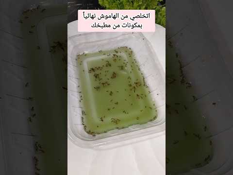 اتخلصي من الهاموش والفراشات نهائيا بمكونات من مطبخك وادعيلي  