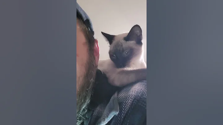 Video 6252031: cat purring loudly, furry cat, funny cat