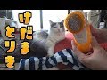 【毛玉取り器「とるとる」】バリバリ音がきもちいいぃぃ！子猫の前で毛玉を取ってみた結果…【はがね先生】