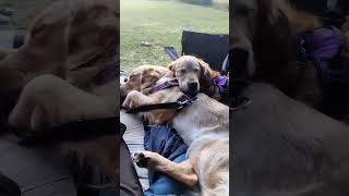 Car Camping With Dogs And They Love It