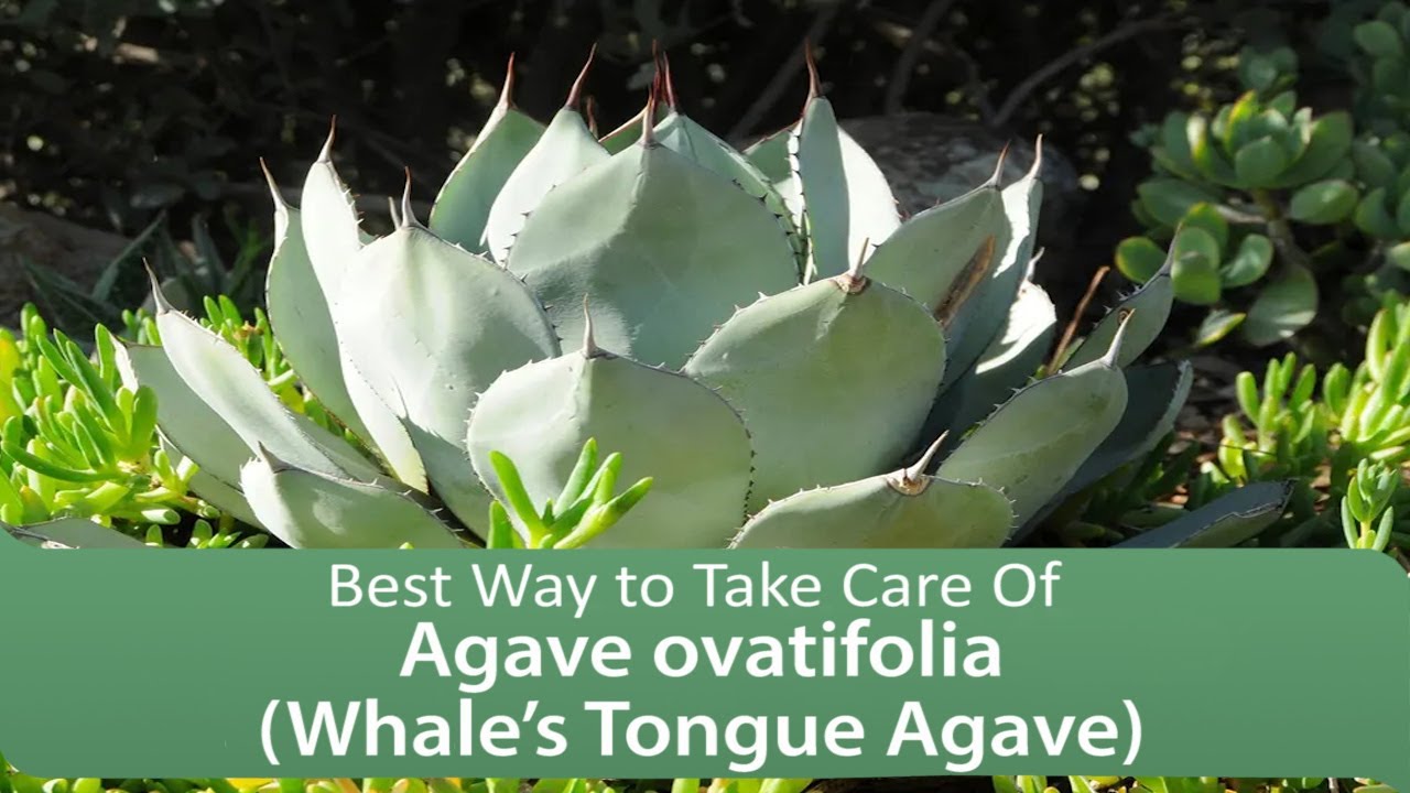 Agave ovatifolia (Whale's Tongue Agave): Best Way to Take Care Of
