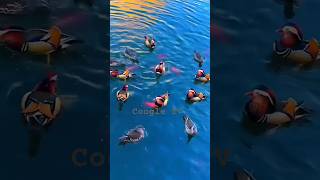 Download Lagu SUBAH SE LEKAR SAM-SUPER MELODY SONG.UDIT NARAYANA N\u0026SADANA SARGAM MP3 Download Lagu SUBAH SE LEKAR SAM-SUPER MELODY SONG.UDIT NARAYANA N\u0026SADANA SARGAM MP3