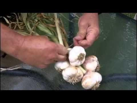 How to Braid Garlic