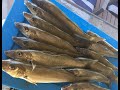 Whiting Fishing Nerang River - 16th October 2020