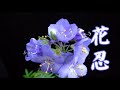 花忍  milkye623  (オリジナルは津島 一誠)