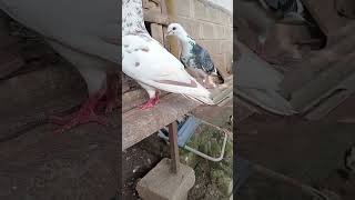 Yang pemting seneng dah dia pada..