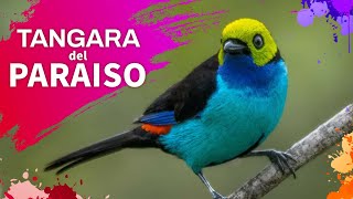 Aves del Mundo | Tangara del Paraíso (Tangara chilensis) #america #pajaros #aves by BENILANDIA 1,261 views 1 year ago 1 minute, 36 seconds