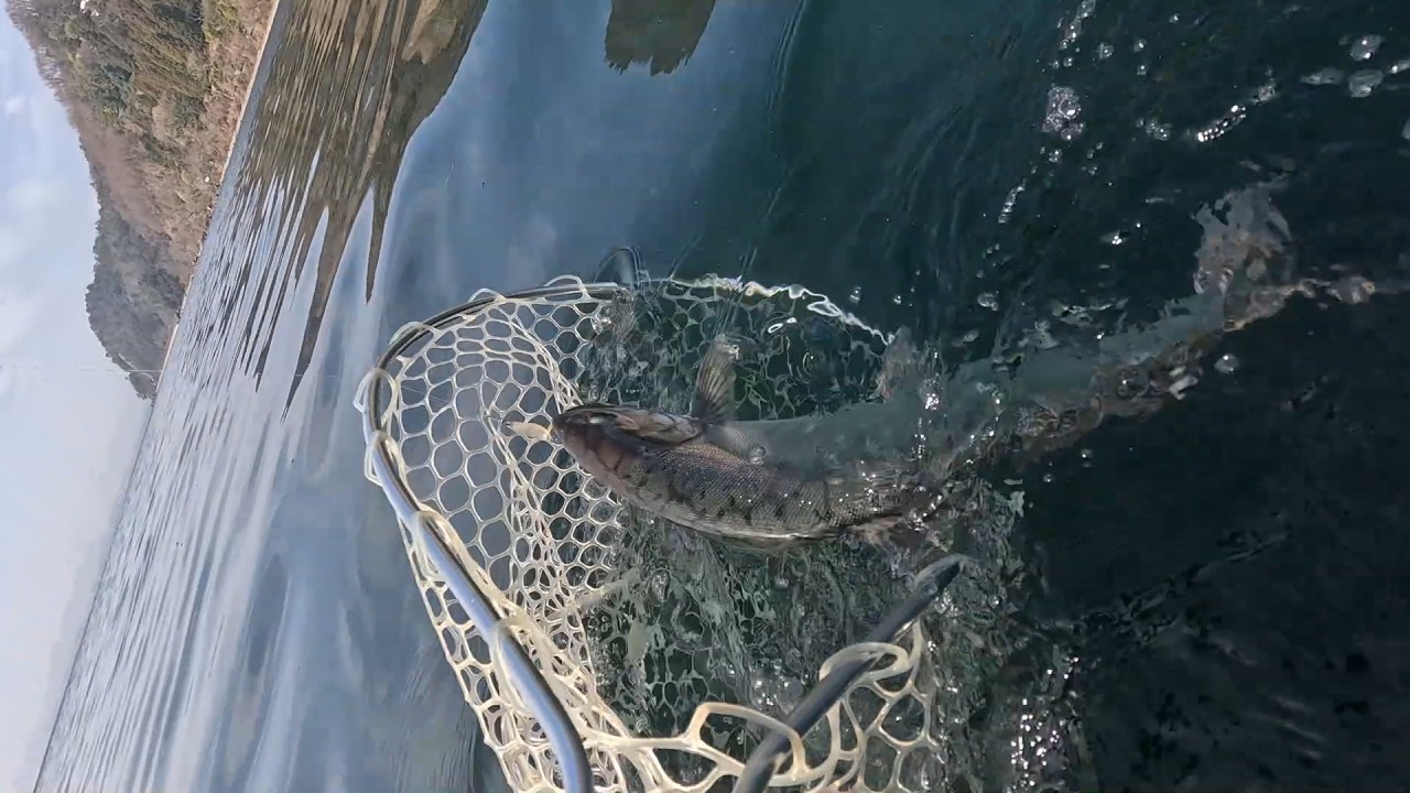 釣れない日こそ価値がある｜極寒の奥琵琶湖で仕留めた冬ビワマス50cmオーバー