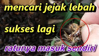 BELAJAR BUDIDAYA LEBAH MADU,NGABOLANG LEBAH,CARA MENCARI JEJAK LEBAH MADU