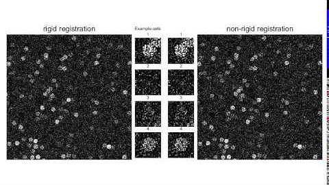 non-rigid translations of simulated data registered with suite2p