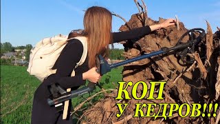 ВОЗВРАЩАЕМСЯ К НАШИМ КЕДРАМ В ПОИСКАХ КЛАДА!!! НА ЭТОТ РАЗ КОП УДАЛСЯ!!!