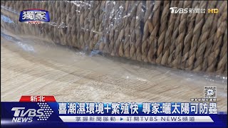 #獨家 嚇! 連鎖傢飾爆蟲蟲危機 置物籃藏「20隻黑蟲」｜TVBS新聞 @TVBSNEWS01