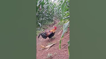 gà rừng mã đập cánh.qaib qus daj ntxuaj ti qua khav tiag tiag