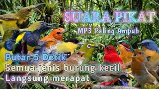 SUARA PIKAT SEMUA JENIS BURUNG KECIL ANTI ZONK 