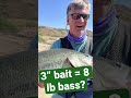 Have you tried TINY BAITS? #shorts