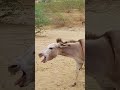 donkey new video #animals