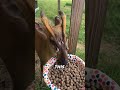 5 Animals That Will Make You Question Reality