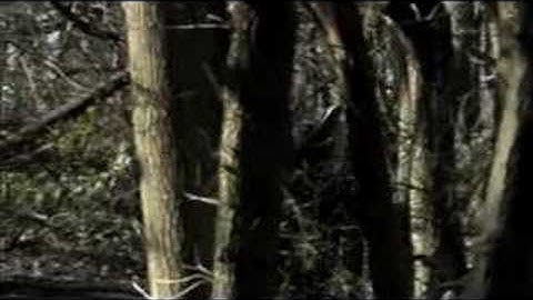 CHIARA AMBROSIO SHOWREEL