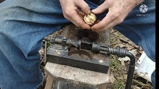 Black Walnut Cracking