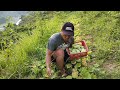 Cucumber Planting and Harvesting (Organic way)