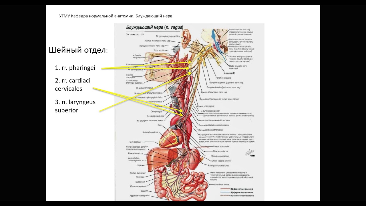 Головной отдел блуждающего нерва. Блуждающий нерв анатомия топография. Вагус нерв анатомия. Нервус вагус блуждающий нерв. Анатомия шейного отдела блуждающего нерва.