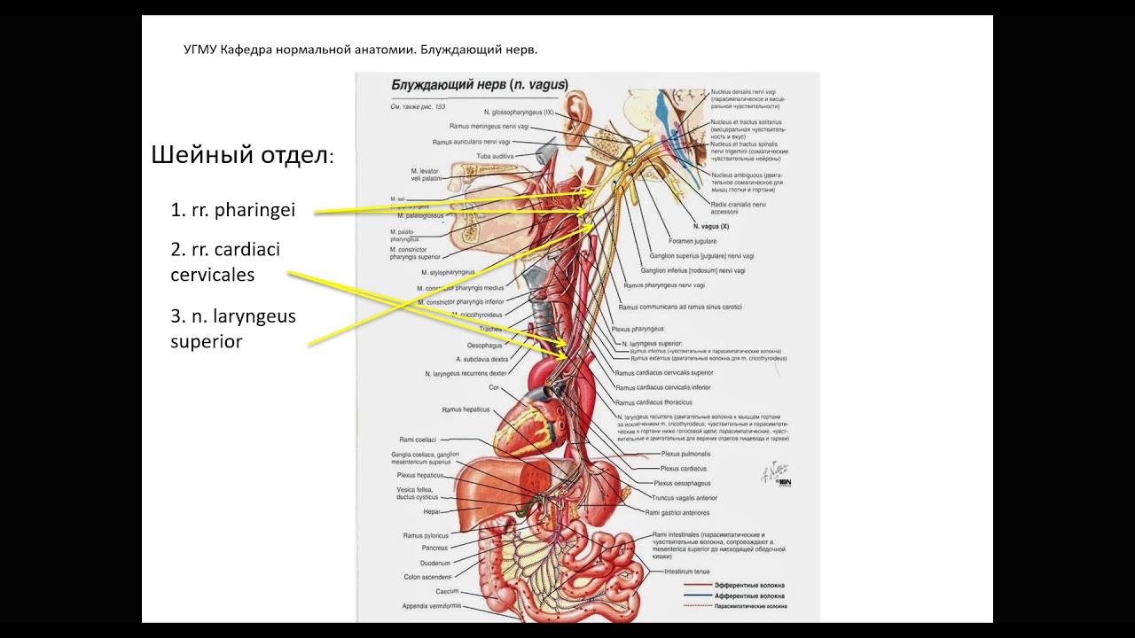 Блуждающий нерв в каком отделе мозга. Блуждающий нерв анатомия топография. Вагус нерв анатомия. Нервус вагус блуждающий нерв. Анатомия шейного отдела блуждающего нерва.