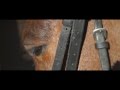 Pferde Dokumentation | Rennpferd Gunning For Glory | Dokumentation [Kurzfilm-Doku Teil 1]