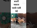 Bakri Ki Massage Goat Shortsfeed 