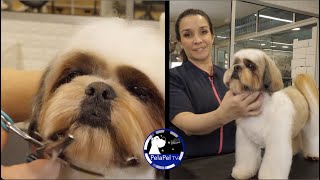 PELUQUERÍA CANINA, CORTE COMERCIAL arreglo peluqueria canina shih tzu CON ISADORA ALTUVE