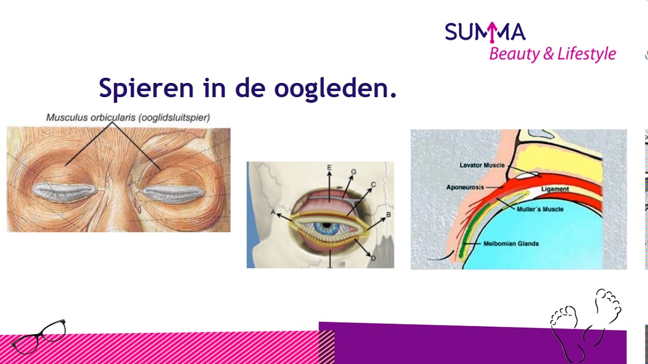 05 Oog Adnexa En Orbita Spieren In De Oogleden YouTube 05-oog-adnexa-en-orbita-spieren-in-de-oogleden-youtube