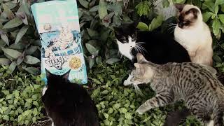 HEB Texas Pets Commercial
