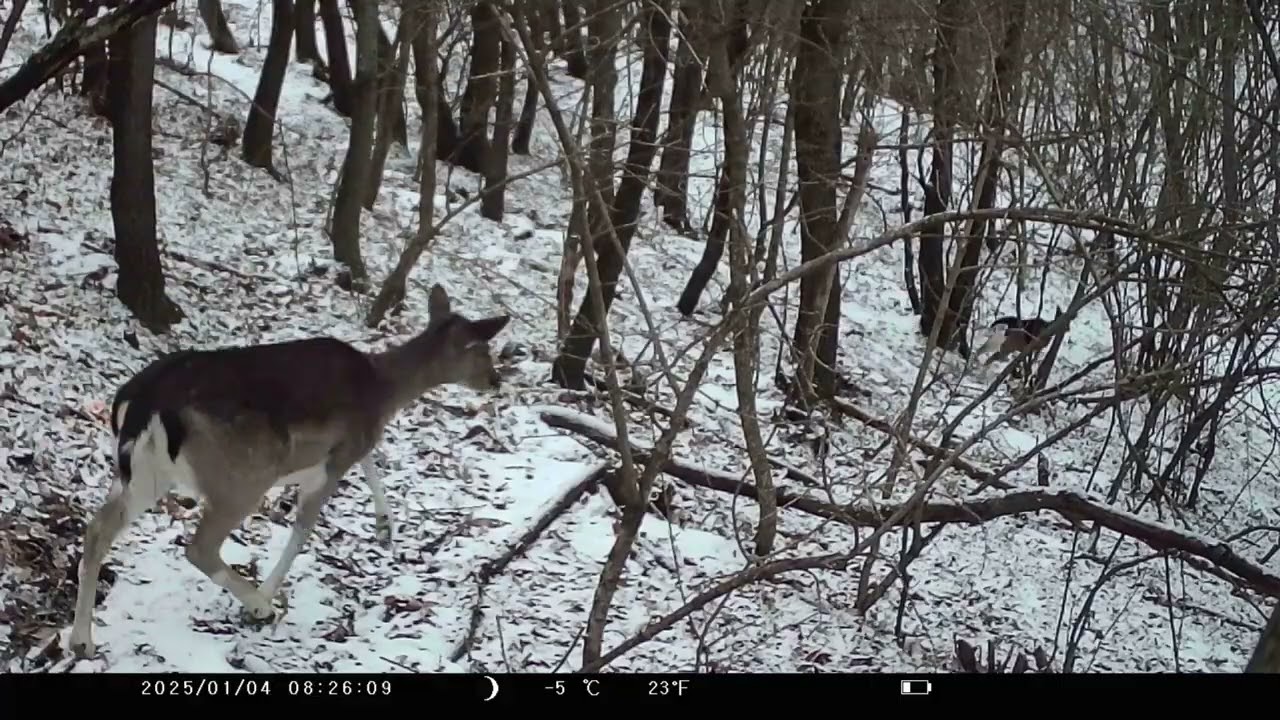 VADFILM-Vadkamerás felvételek